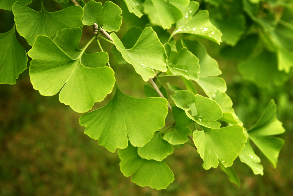 this-herb-does-wonders-for-stroke-patients-psychic-monday