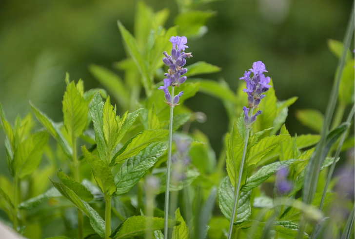 Consider using natural repellents like mint, lavender, and lemongrass