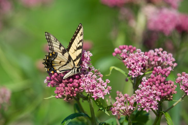 meaning of butterfly in spirituality