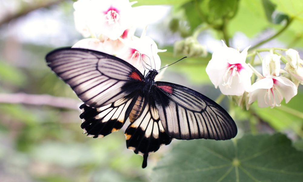 meaning of butterfly in spirituality