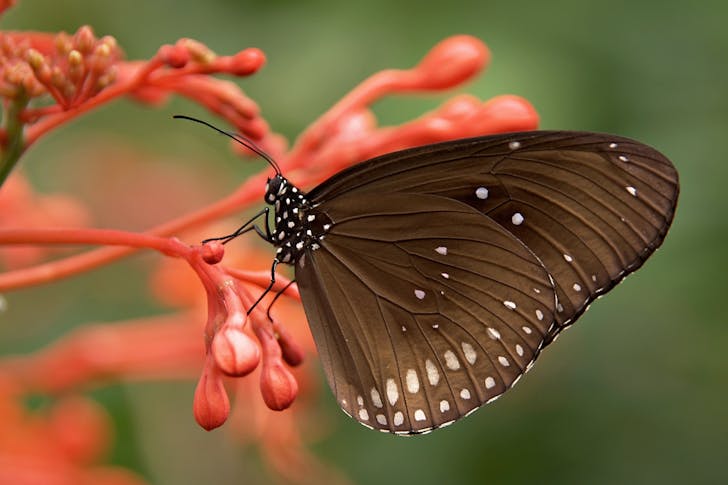 meaning of butterfly in spirituality